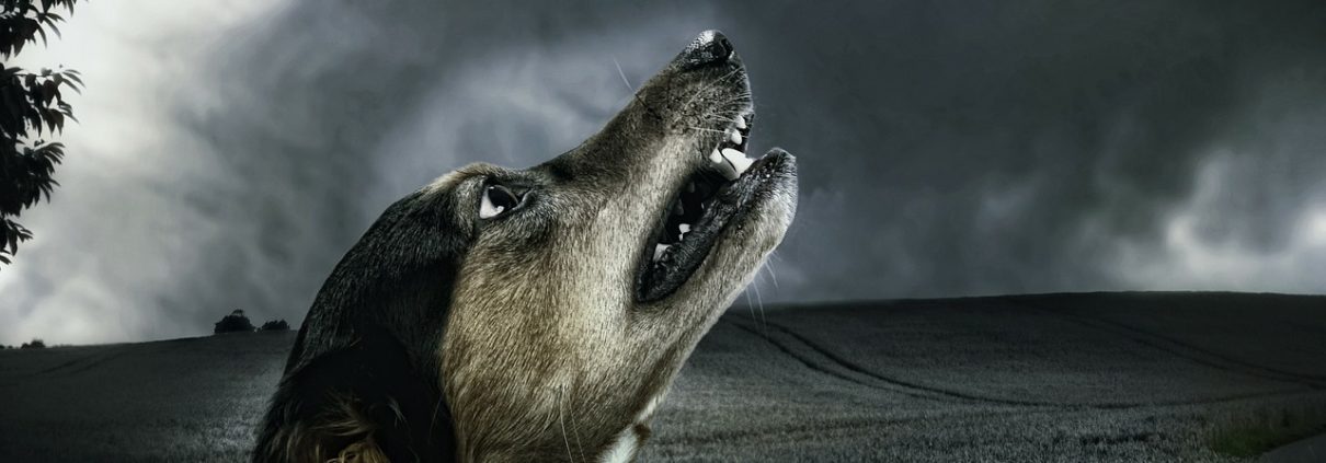 Nytårsangst kan være helt forfærdeligt for både dig og din hund