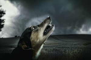Nytårsangst kan være helt forfærdeligt for både dig og din hund