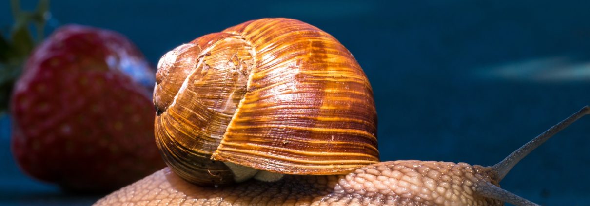 Hjerte-lungeorm smitter gennem parasitter i snegle
