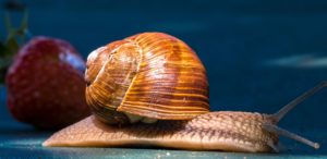Hjerte-lungeorm smitter gennem parasitter i snegle